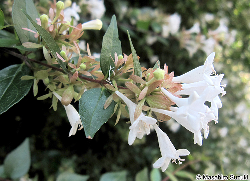 アベリア（ハナゾノツクバネウツギ） Abelia x grandiflora