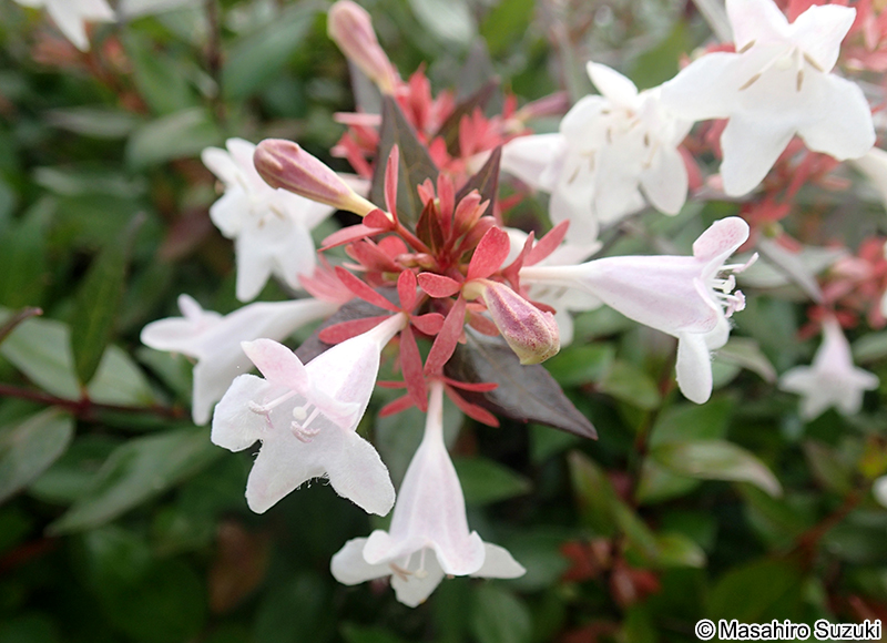 アベリア（ハナゾノツクバネウツギ） Abelia x grandiflora