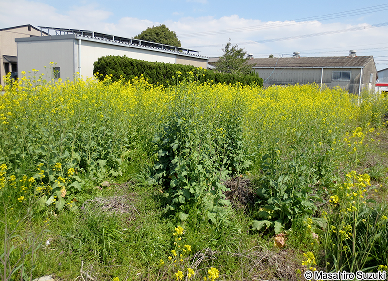 アブラナ Brassica rapa var. oleifera
