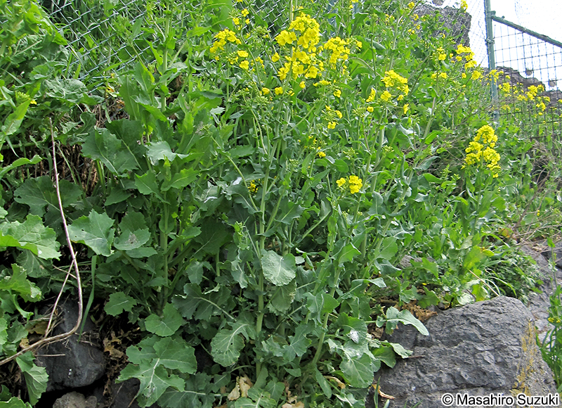 蕪島のアブラナ
