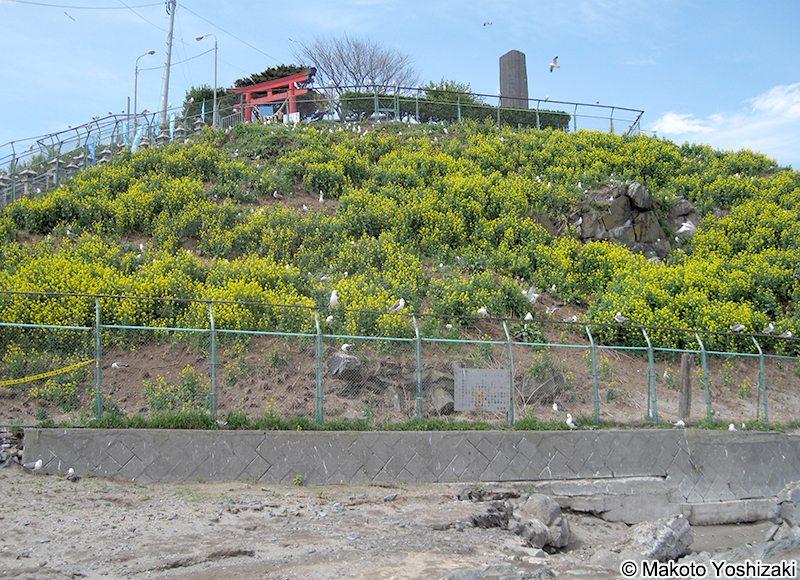 蕪島のアブラナ