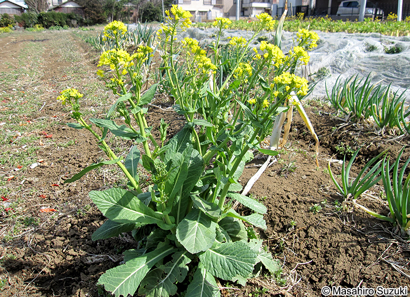 アブラナ Brassica rapa var. oleifera