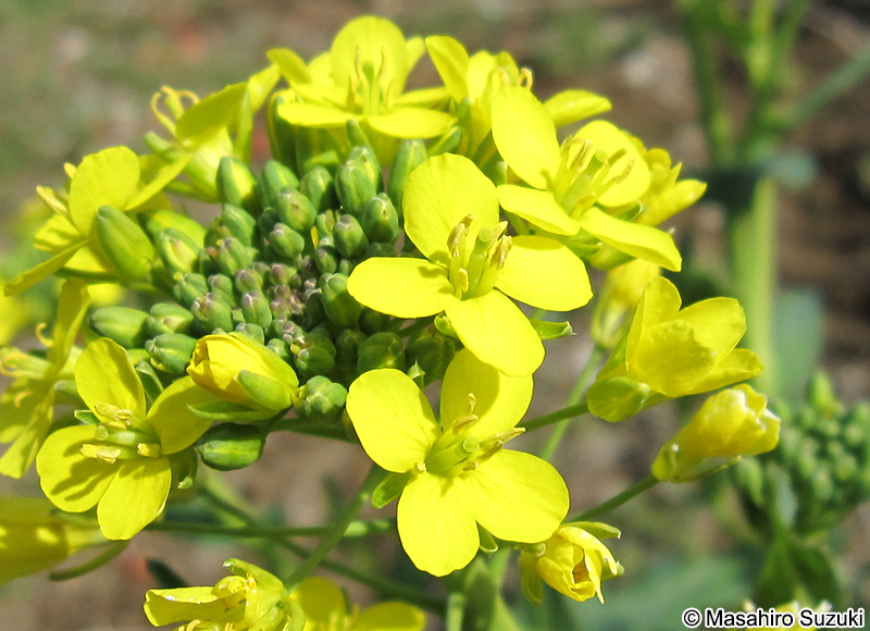 アブラナ Brassica rapa var. oleifera