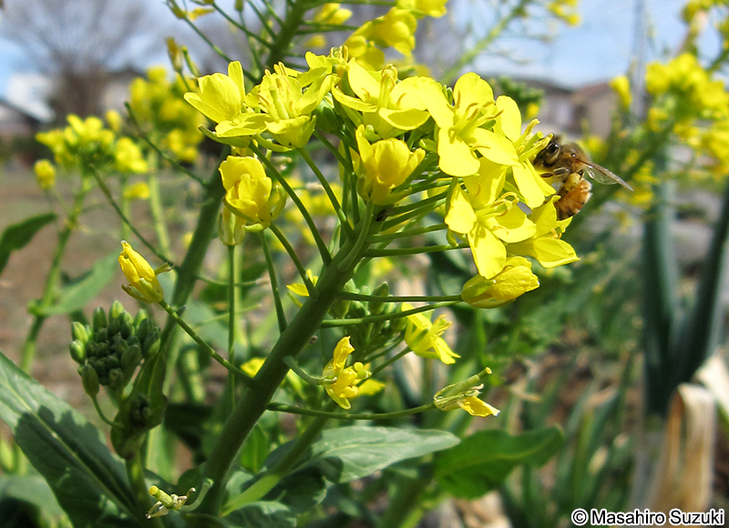 アブラナ Brassica rapa var. oleifera