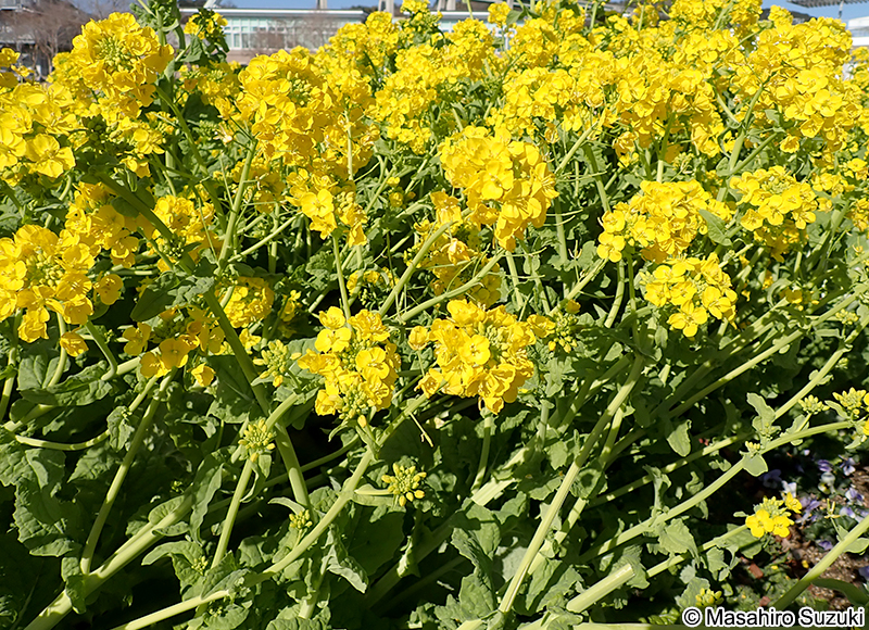 ハナナ Brassica rapa var. amplexicaulis