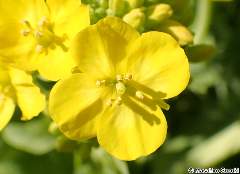 ハナナ Brassica rapa var. amplexicaulis