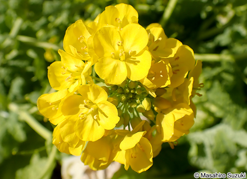 ハナナ Brassica rapa var. amplexicaulis