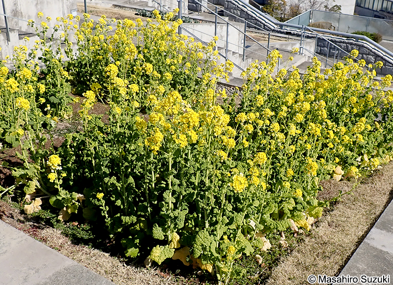 ハナナ Brassica rapa var. amplexicaulis