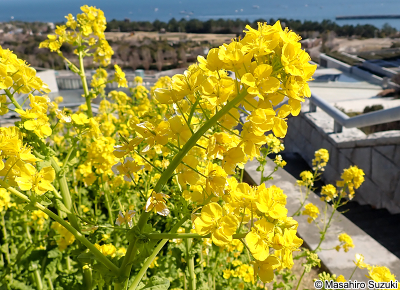 ハナナ Brassica rapa var. amplexicaulis