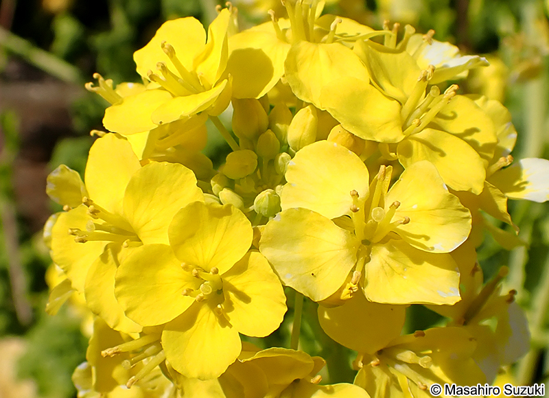 ハナナ Brassica rapa var. amplexicaulis