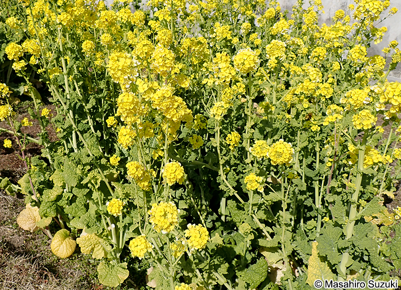 ハナナ Brassica rapa var. amplexicaulis