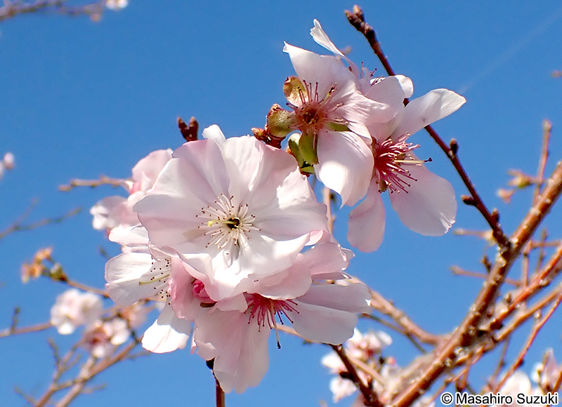 アーコレード Cerasus 'Accolade'