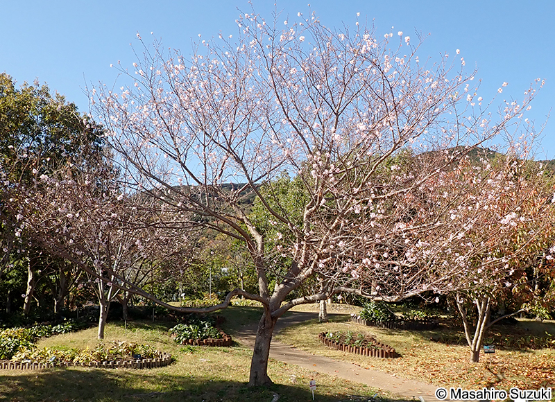 アーコレード Cerasus 'Accolade'