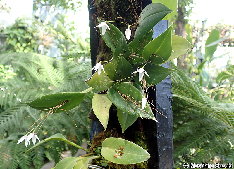 Acianthera circumplexa