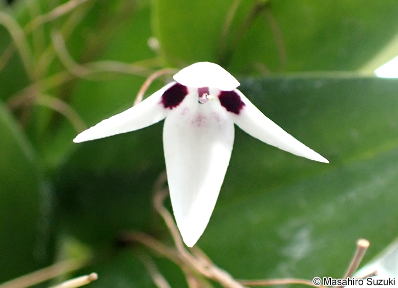 Acianthera circumplexa