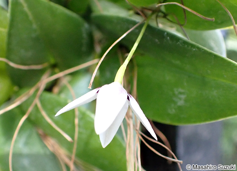 Acianthera circumplexa