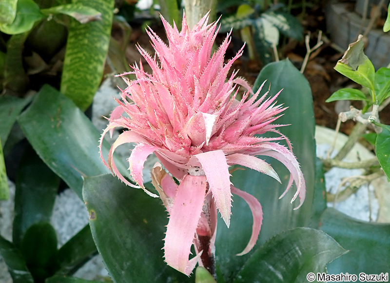 シマサンゴアナナス Aechmea fasciata