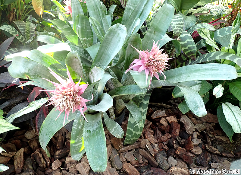 シマサンゴアナナス Aechmea fasciata