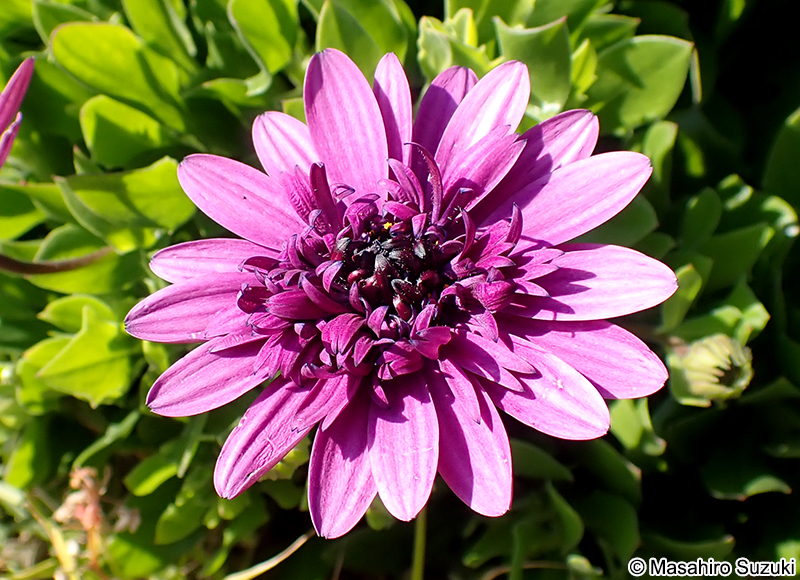 オステオスペルマム Osteospermum