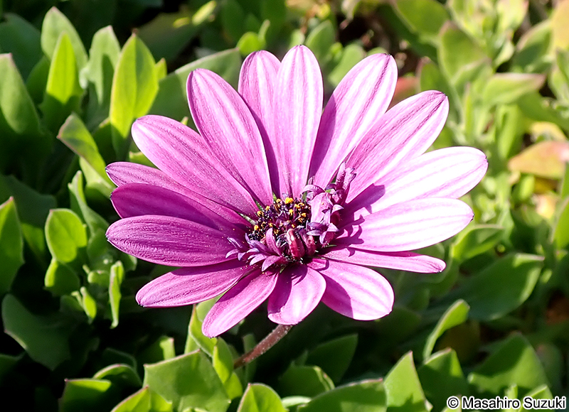 オステオスペルマム Osteospermum