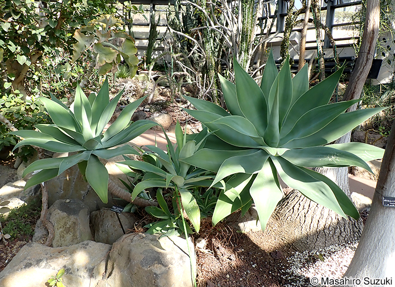ハツミドリ Agave attenuata