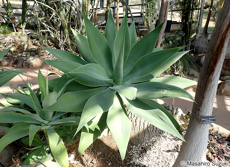 ハツミドリ Agave attenuata