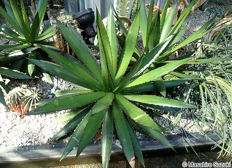 Agave horrida