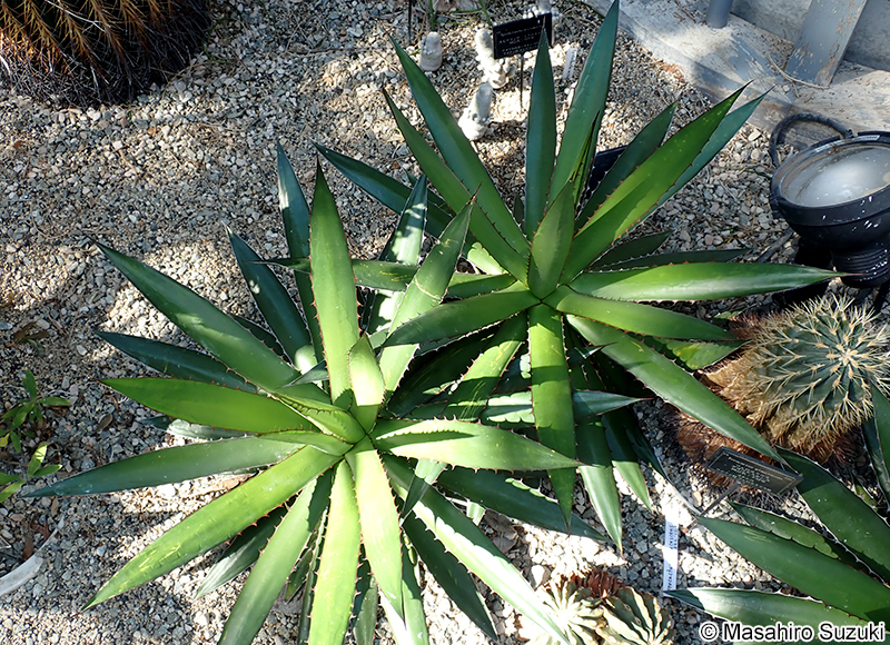 Agave horrida