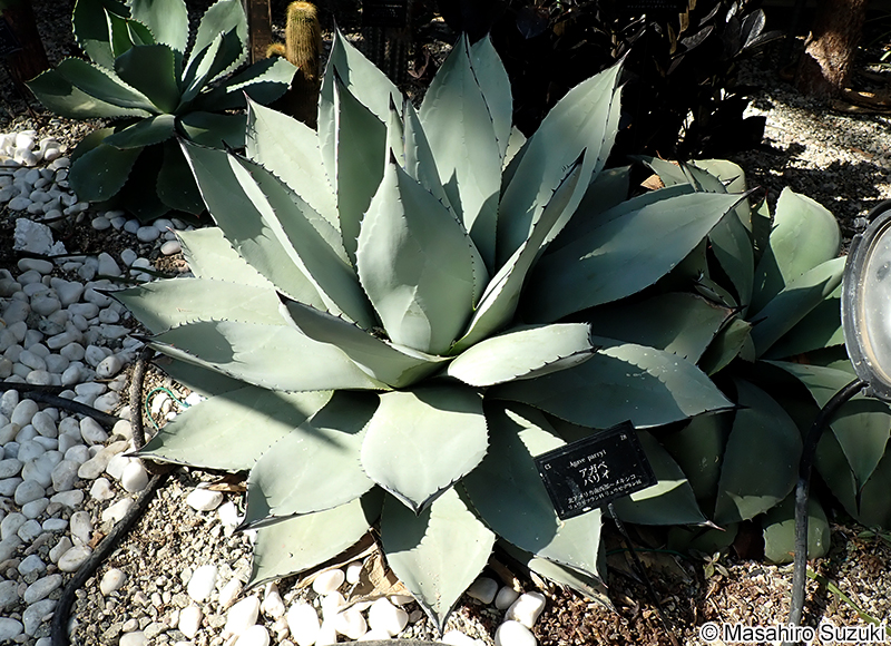 Agave parryi