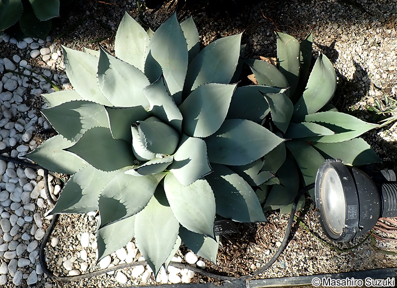 Agave parryi