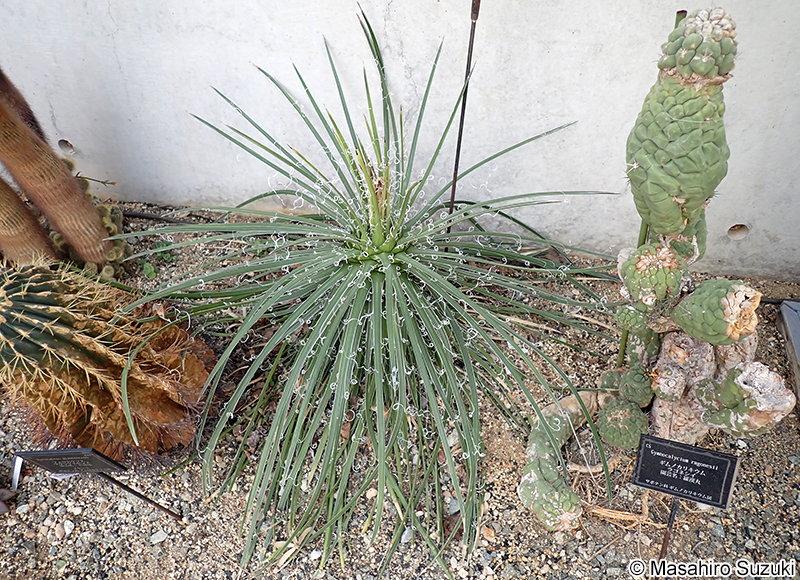 Agave schidigera