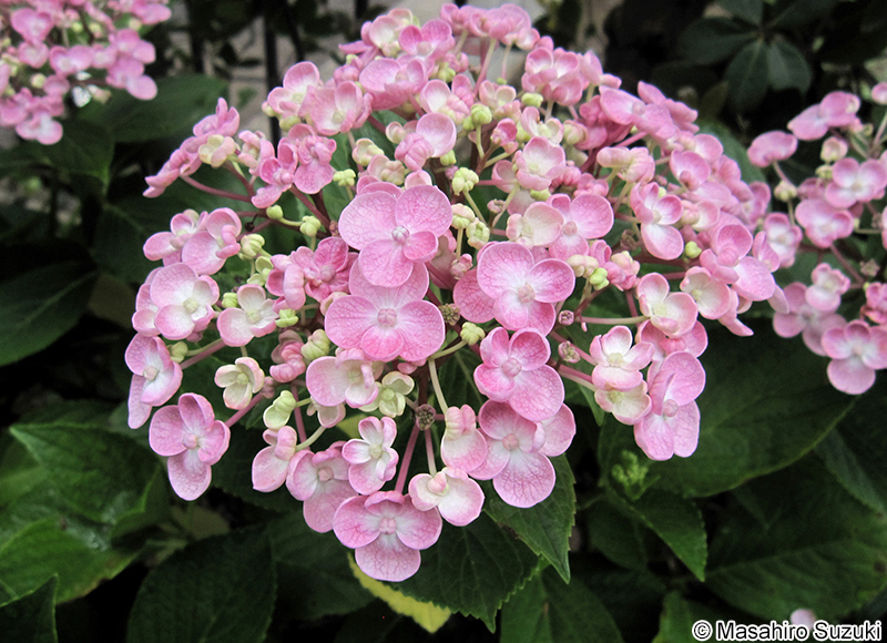 ウズアジサイ Hydrangea macrophylla 'Uzuajisai'