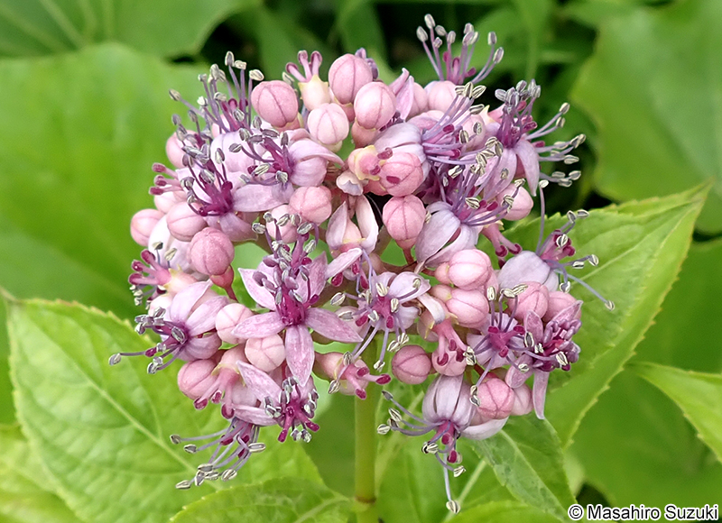 桂夢衣 Hydrangea macrophylla 'Kamui'