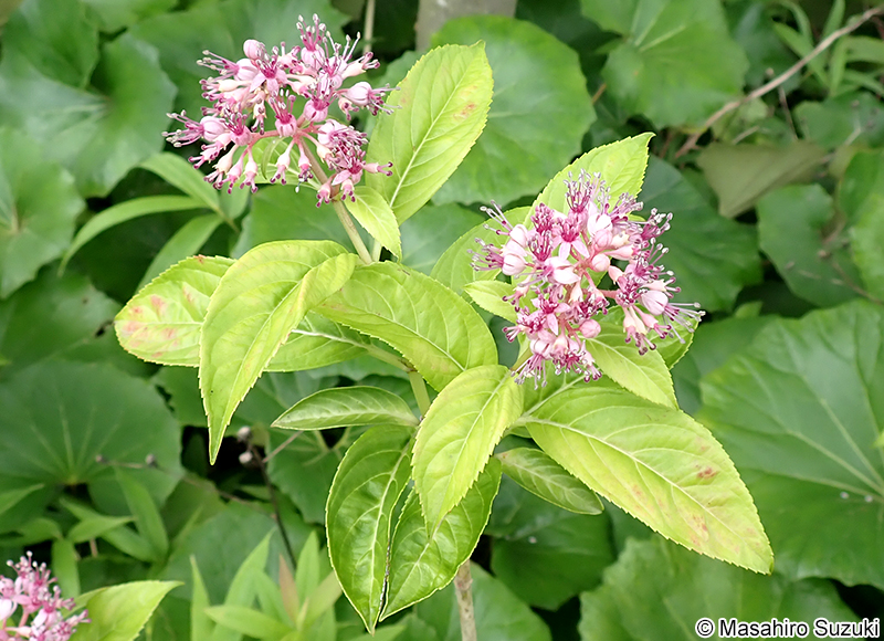 桂夢衣 Hydrangea macrophylla 'Kamui'