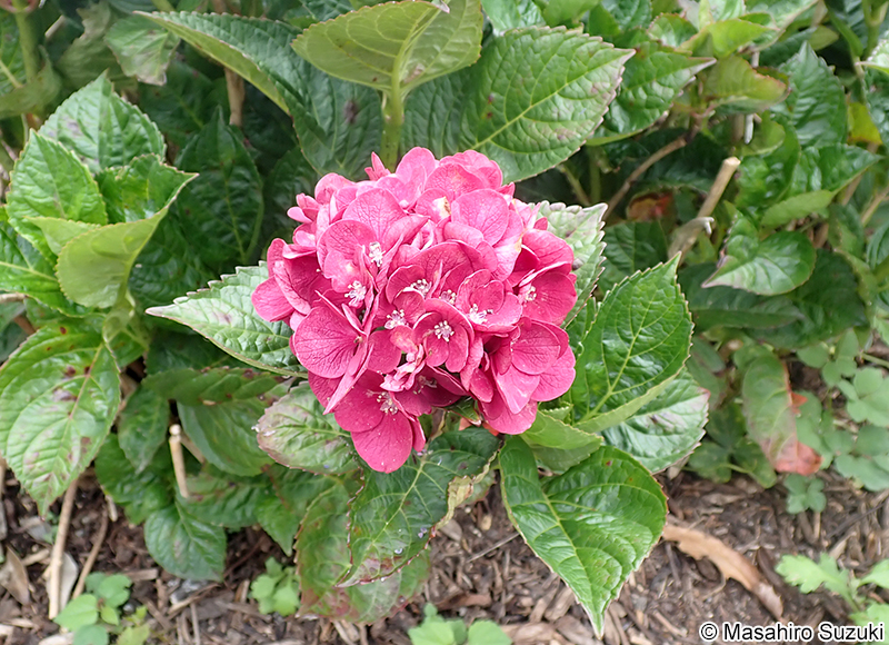 サンガイア Hydrangea macrophylla 'Sun Gaia'