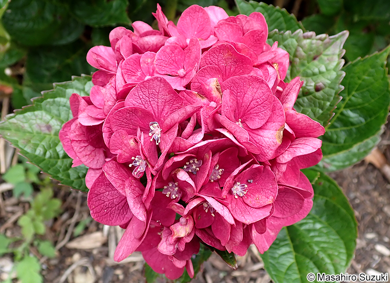 サンガイア Hydrangea macrophylla 'Sun Gaia'