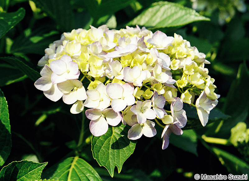 アジサイ Hydrangea macrophylla