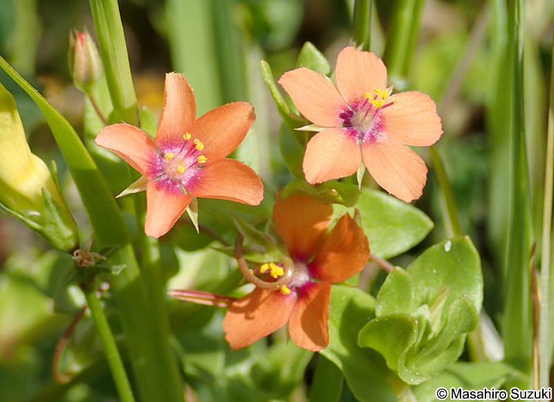 アカバナルリハコベ Anagallis arvensis