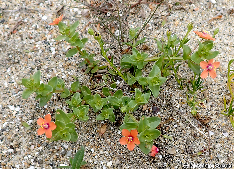 アカバナルリハコベ Anagallis arvensis