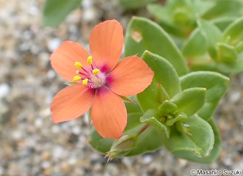 アカバナルリハコベ Anagallis arvensis