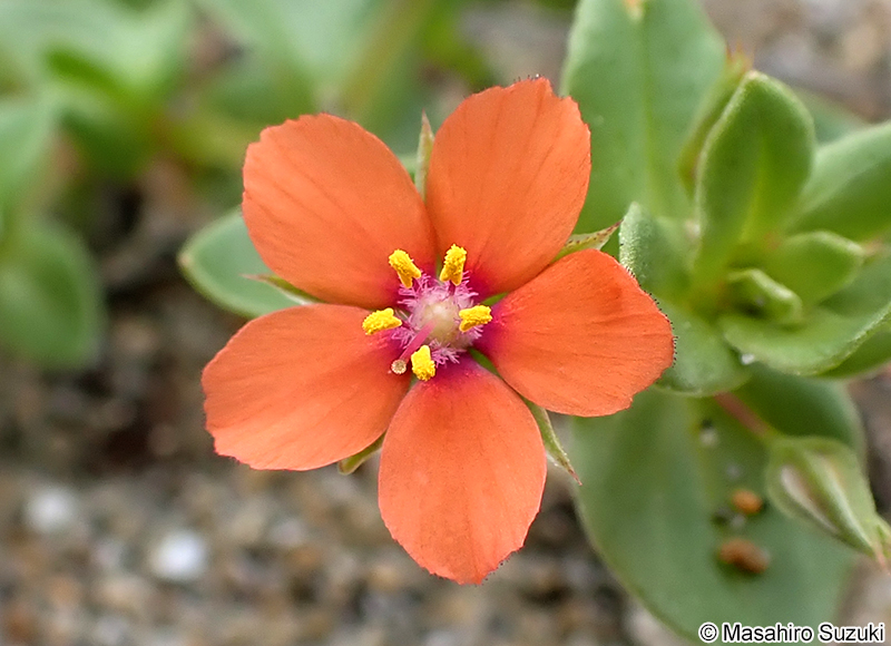 アカバナルリハコベ Anagallis arvensis