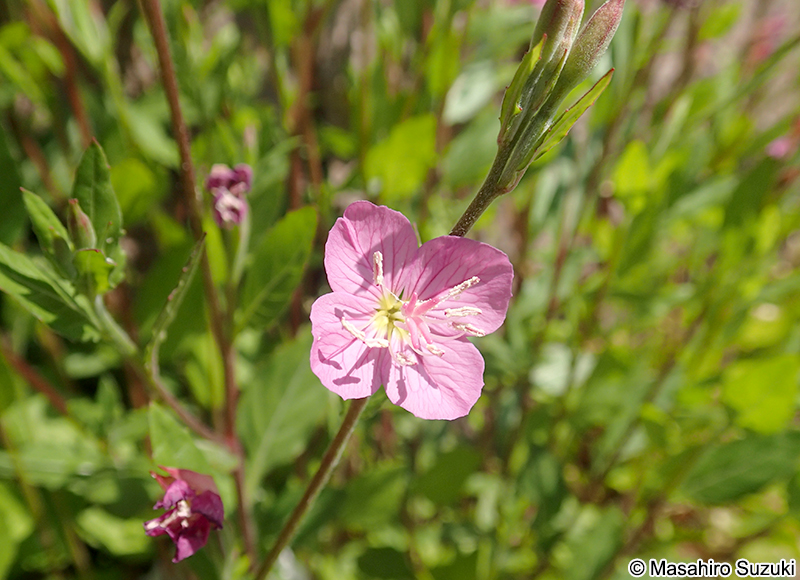 ユウゲショウの花