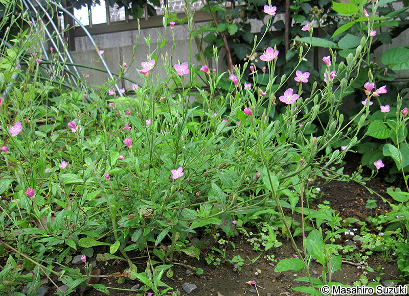ユウゲショウ Oenothera rosea