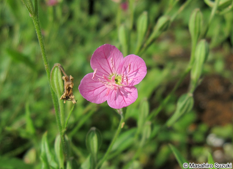 ユウゲショウの花