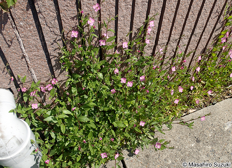 ユウゲショウ Oenothera rosea