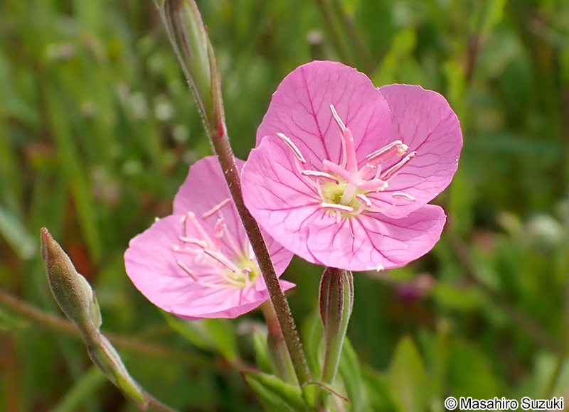 ユウゲショウ Oenothera rosea