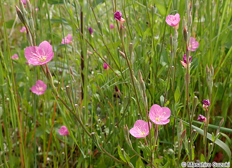 ユウゲショウ Oenothera rosea