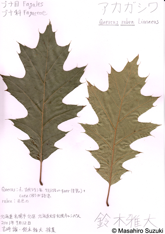 アカガシワの押し葉