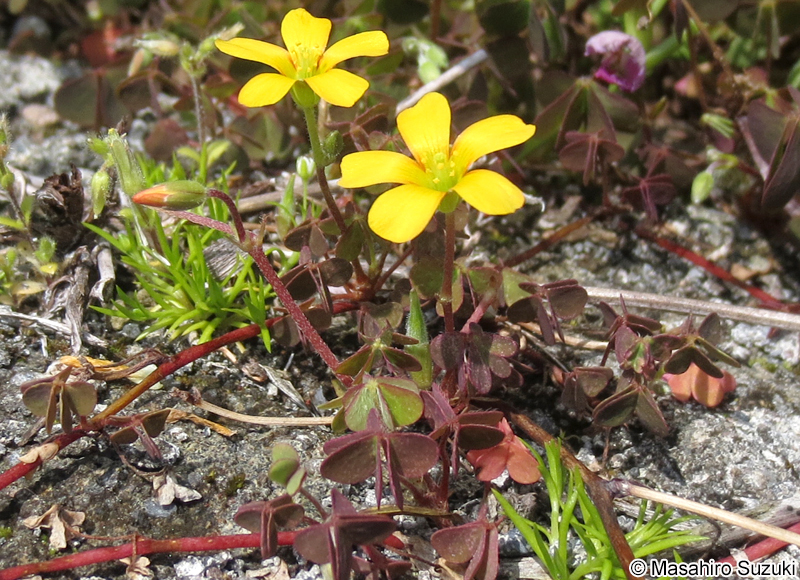アカカタバミ Oxalis corniculata f. rubrifolia