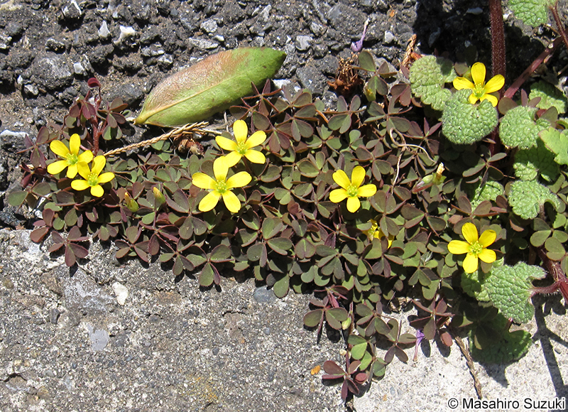 アカカタバミ Oxalis corniculata f. rubrifolia